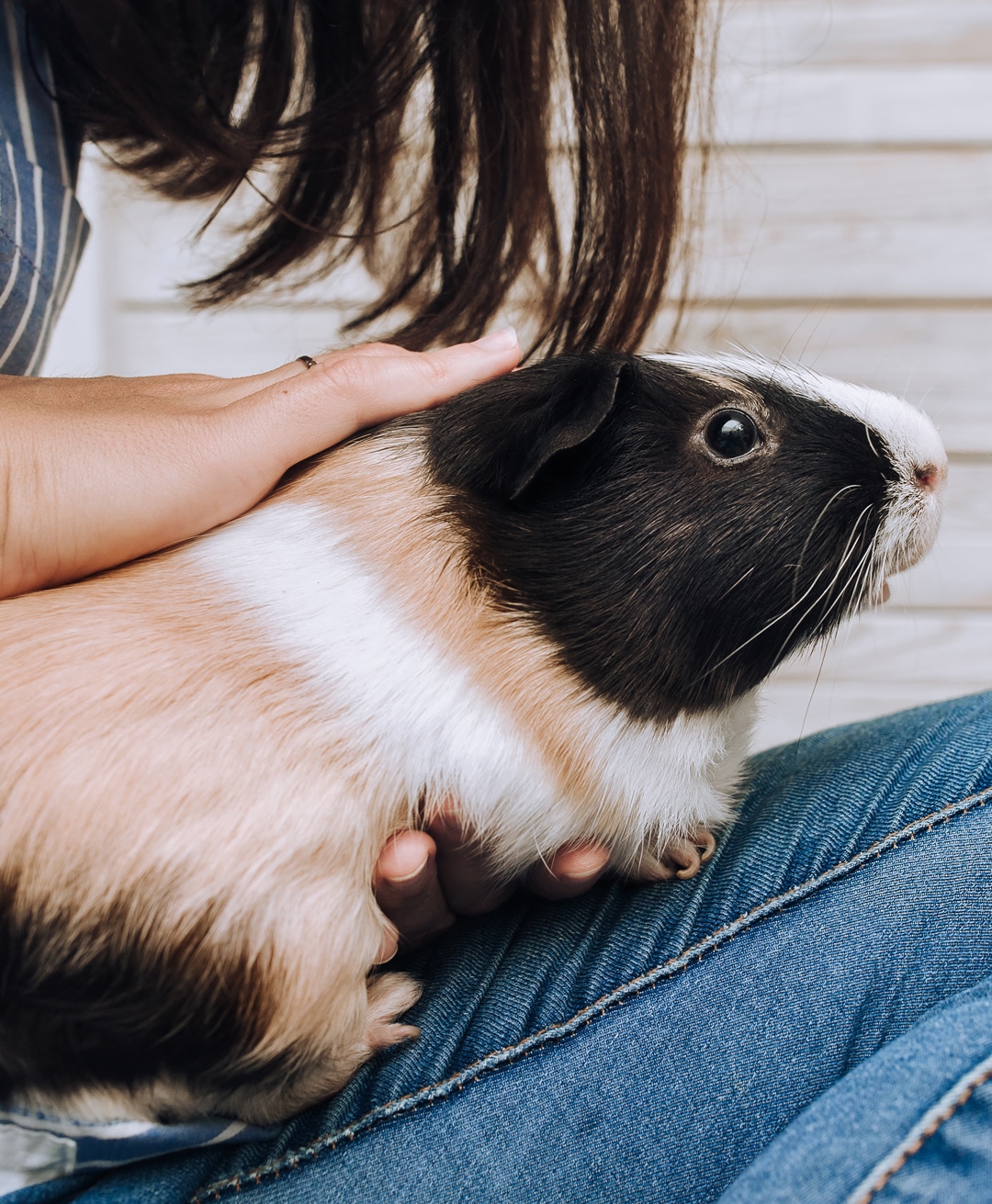 A dark haired woman petting multi-colored guineapig