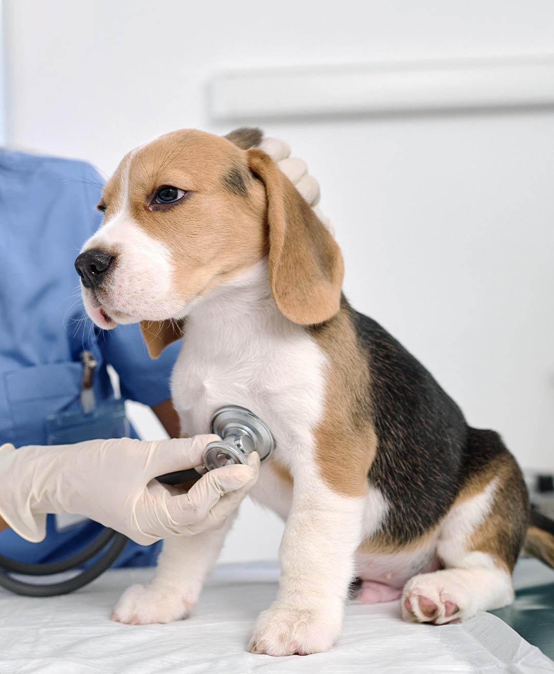 A veterinarian doing a checkup on a beagle dog