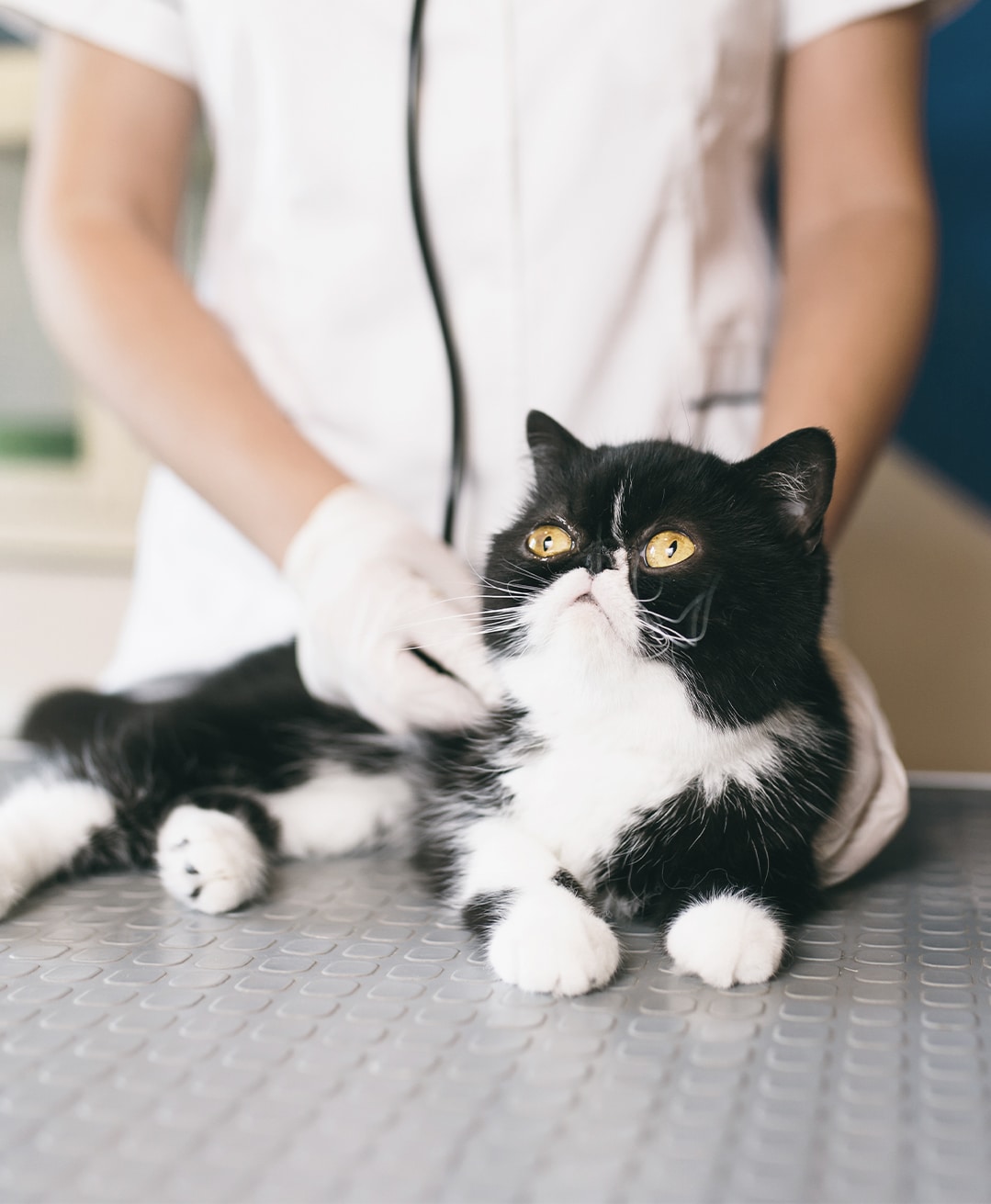 A veterinarian doing a check up on a white and black cat