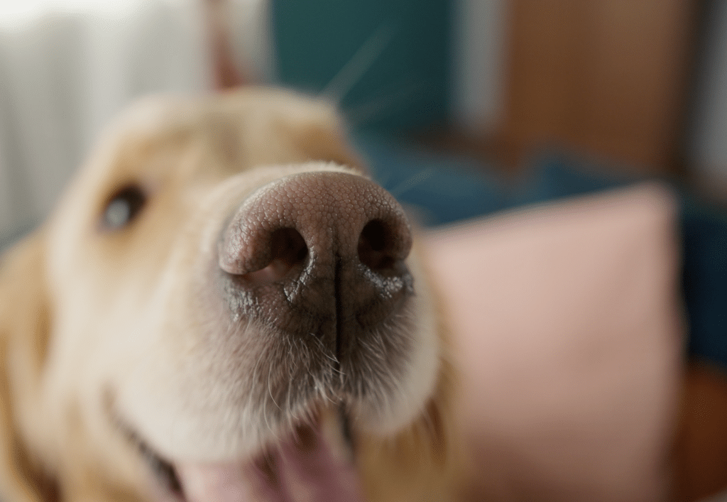 A close up of a golden retrievers face and nose