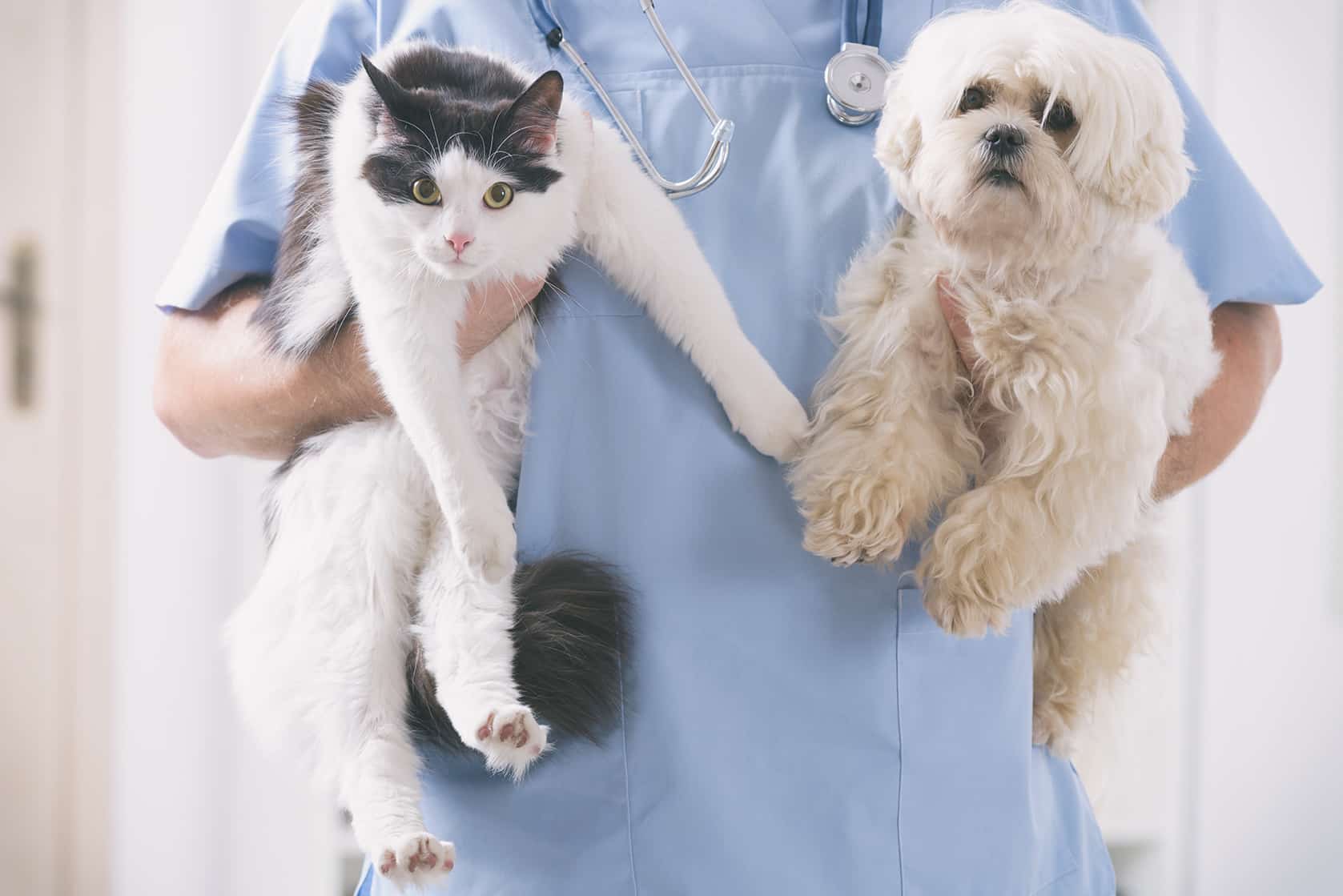 dr martinex holding a dog and cat during wellness exam at hog mountain animal hospital preventive vet services