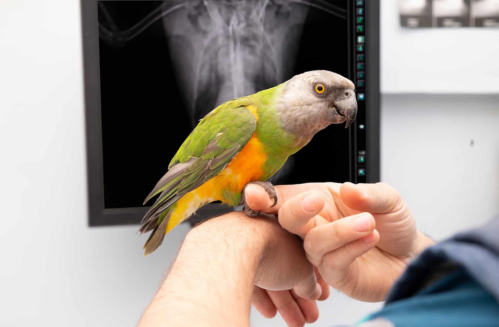 bird during exotic preventive pet veterinarian appointment at hog mountain animal hospital