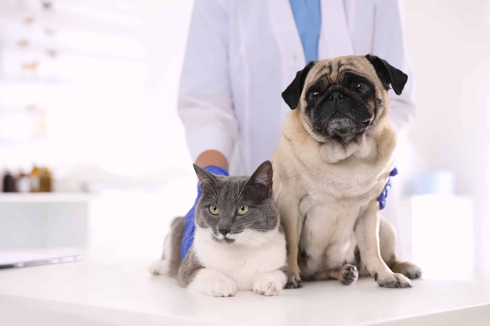 tabby cat and pug dog during urgent veterinary services in Dacula, GA