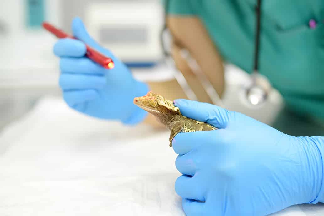 reptile during emergency vet appointment at Hog Mountain Animal Hospital