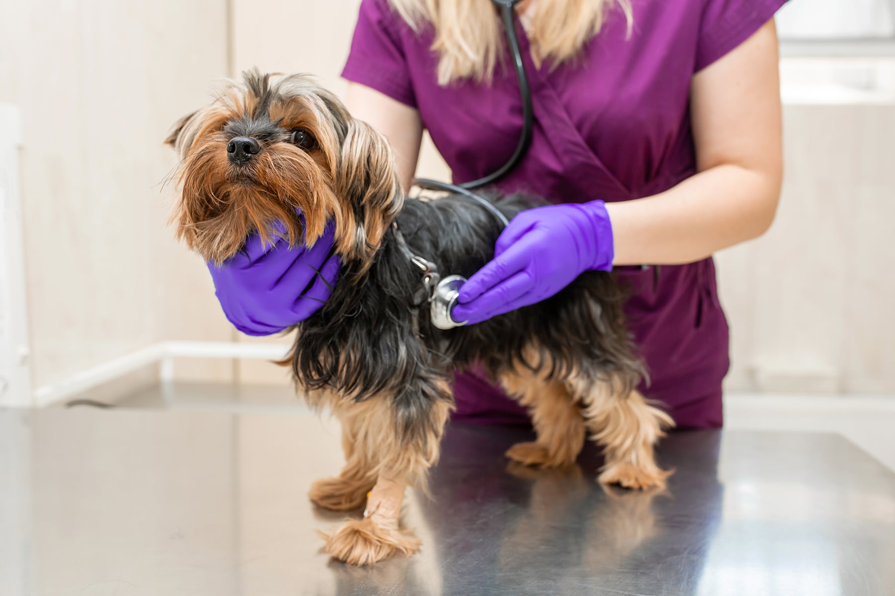 Veterinary diagnostics in Dacula, GA