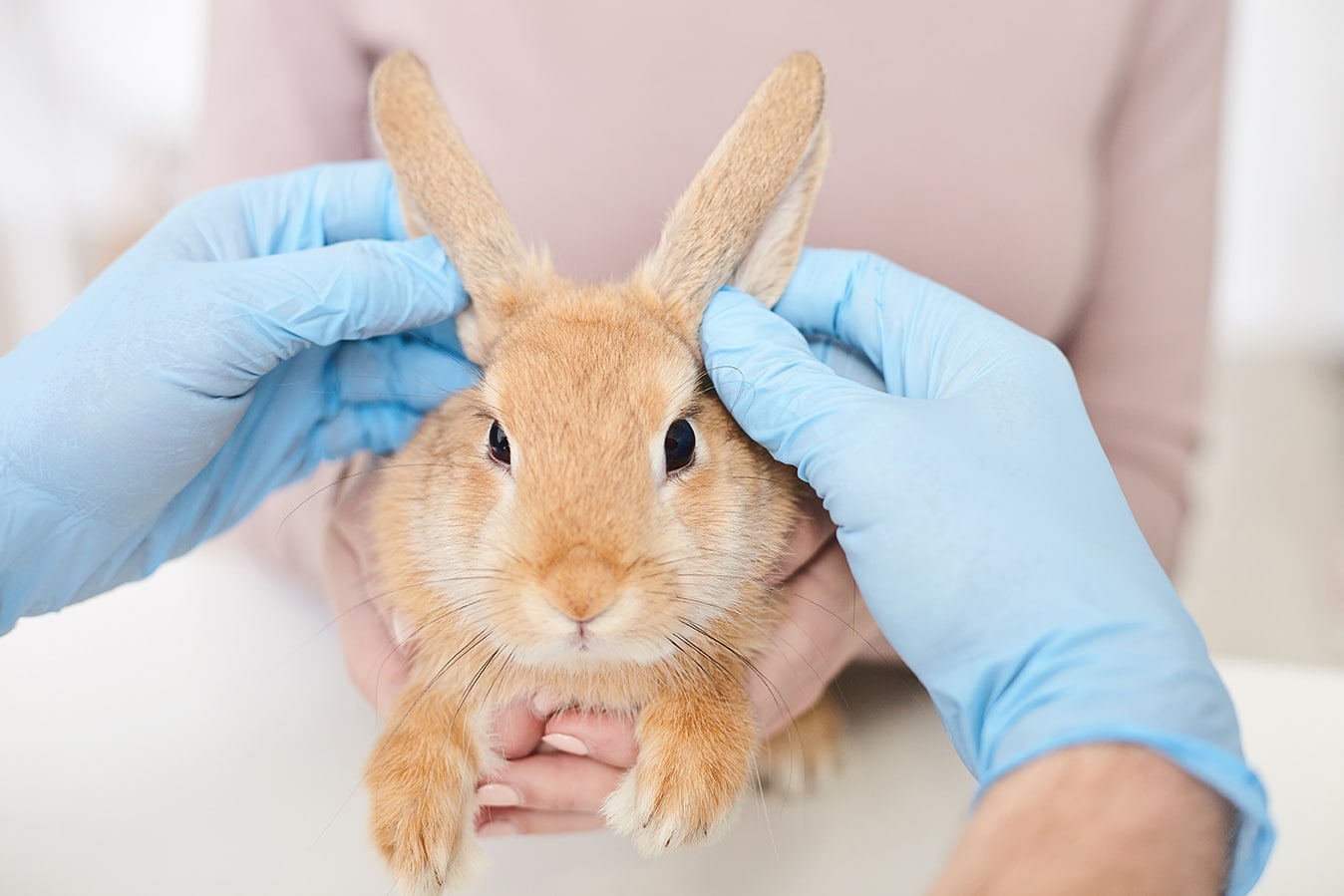 dr martinez examining a bunny during exotic vet appointment At Hog Mountain Animal Hospital