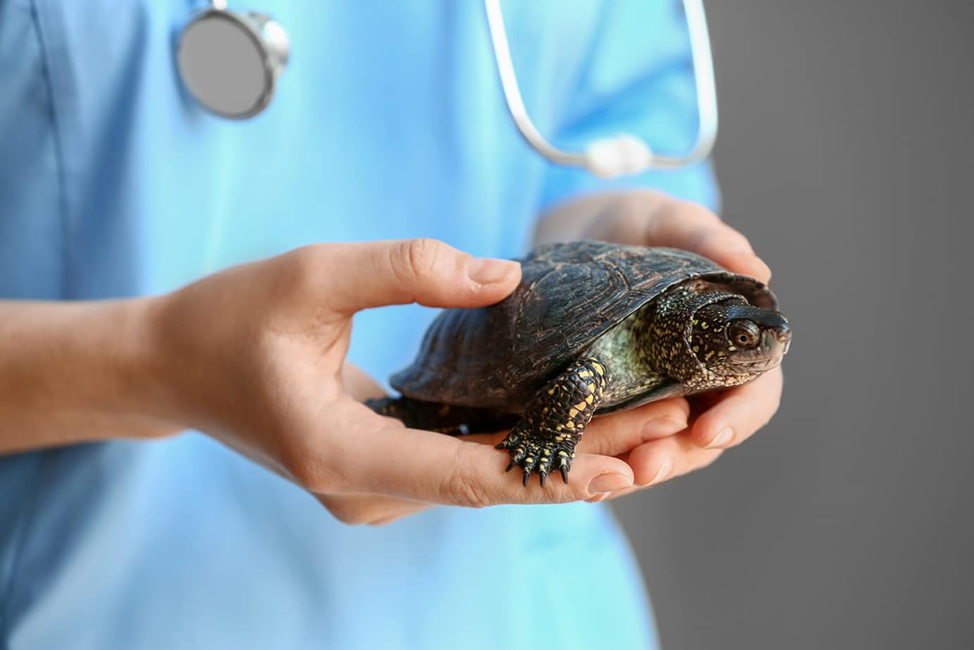 dr martinez holding a turtle during appointment for Exotic Pet Medicine & Surgery in Dacula, GA