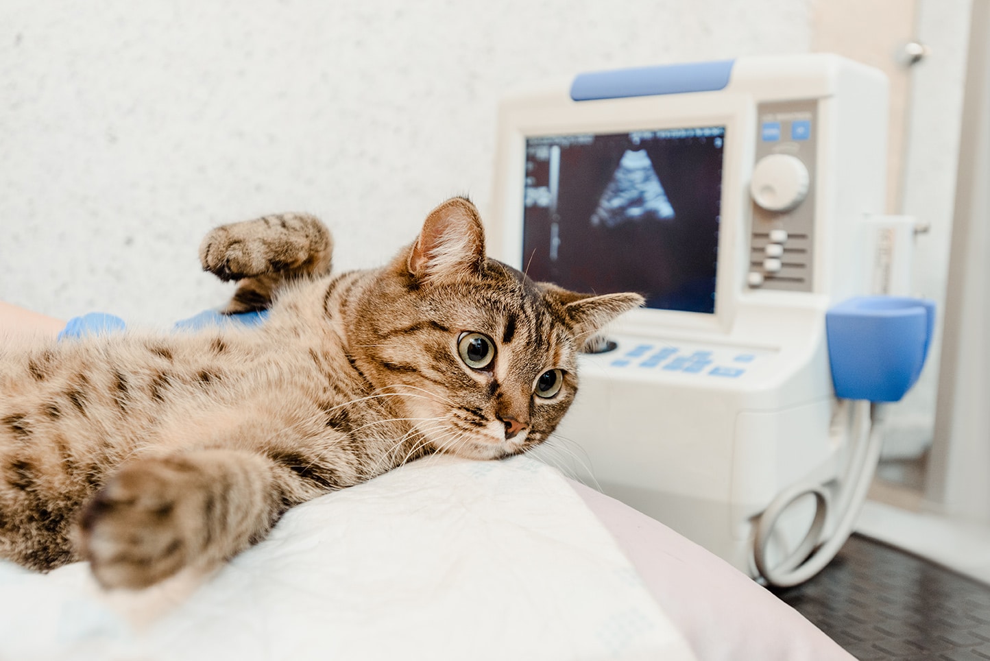 veternarian giving a cat an ultrasound during reproductive care appointment in Dacula, GA