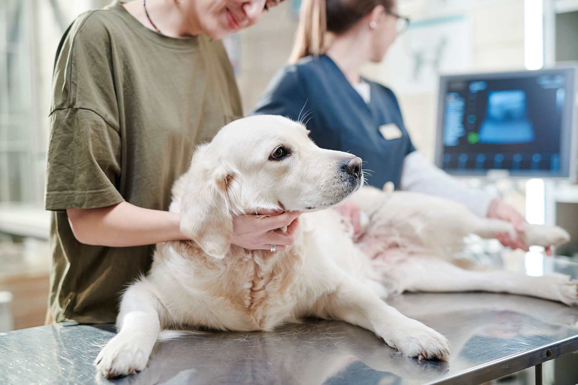 Dog having ultrasound scan in hog mountain animal hospital