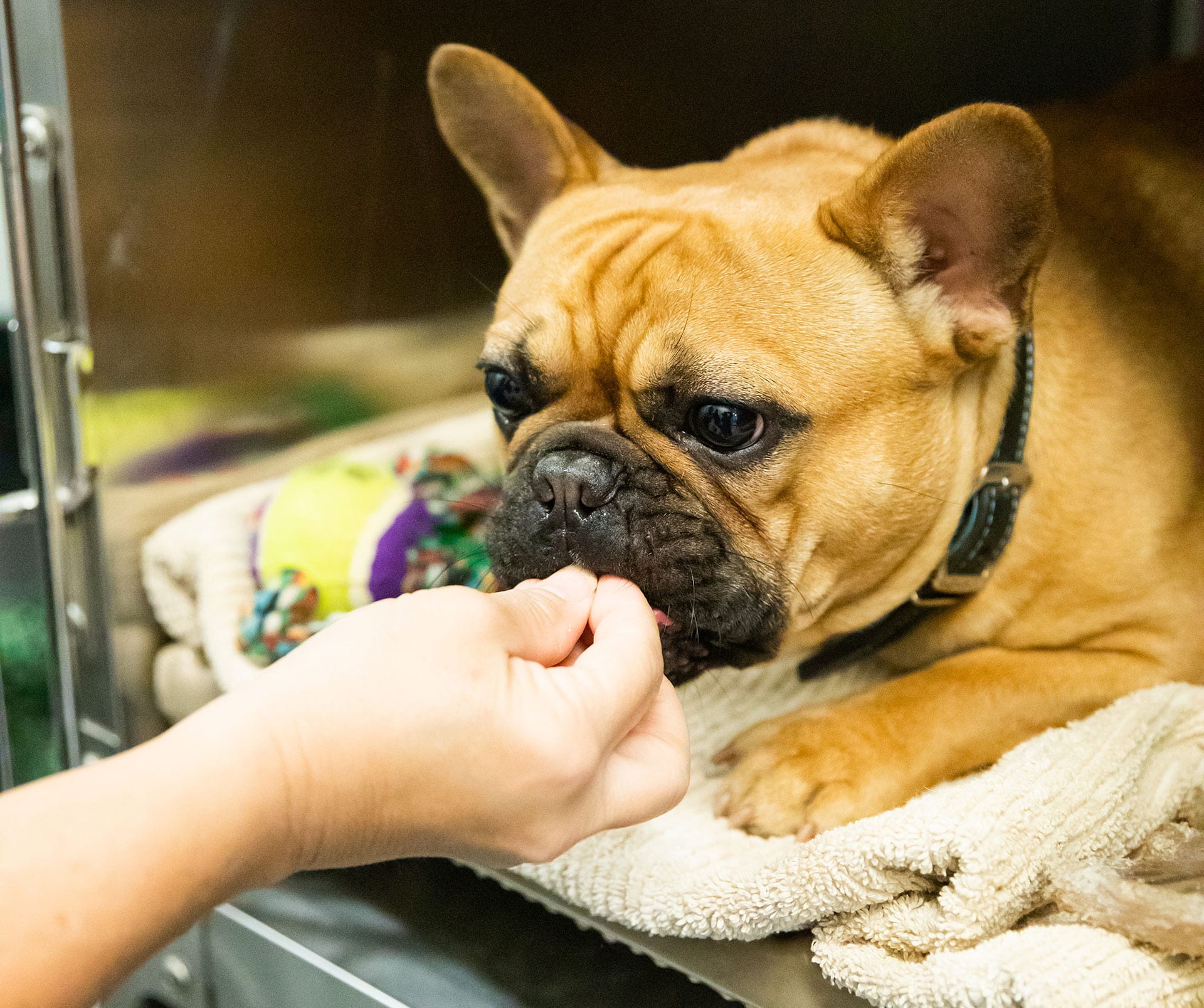 dog being fed treats during dog boarding stay at hog mountain animal hospital