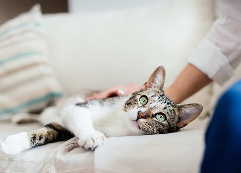 cat laying on a couch after pet surgery at hog mountain animal hospital