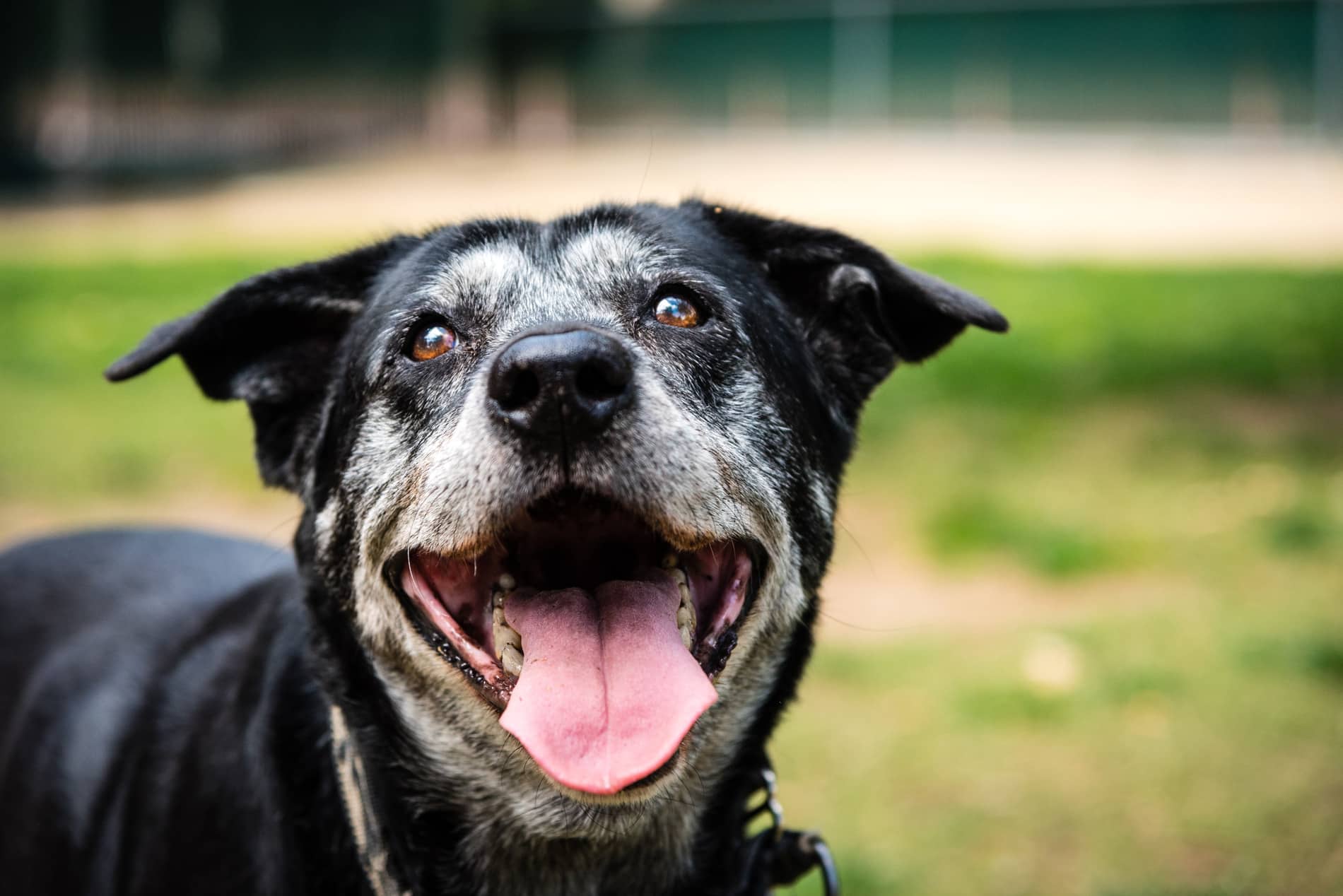 Senior dog smiling and playing after geriatric care at Hog Mountain Animal Hospital