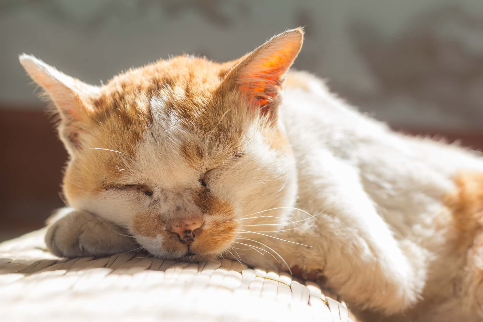 Old cat sleeping peacefully after a senior pet exam in Dacula GA