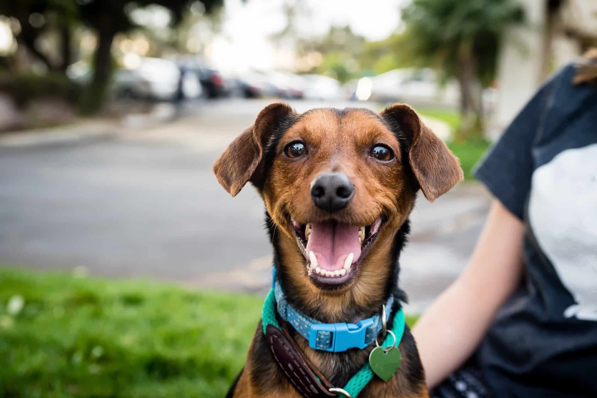 Dog smiling with clean, healthy teeth after dental care in Dacula GA