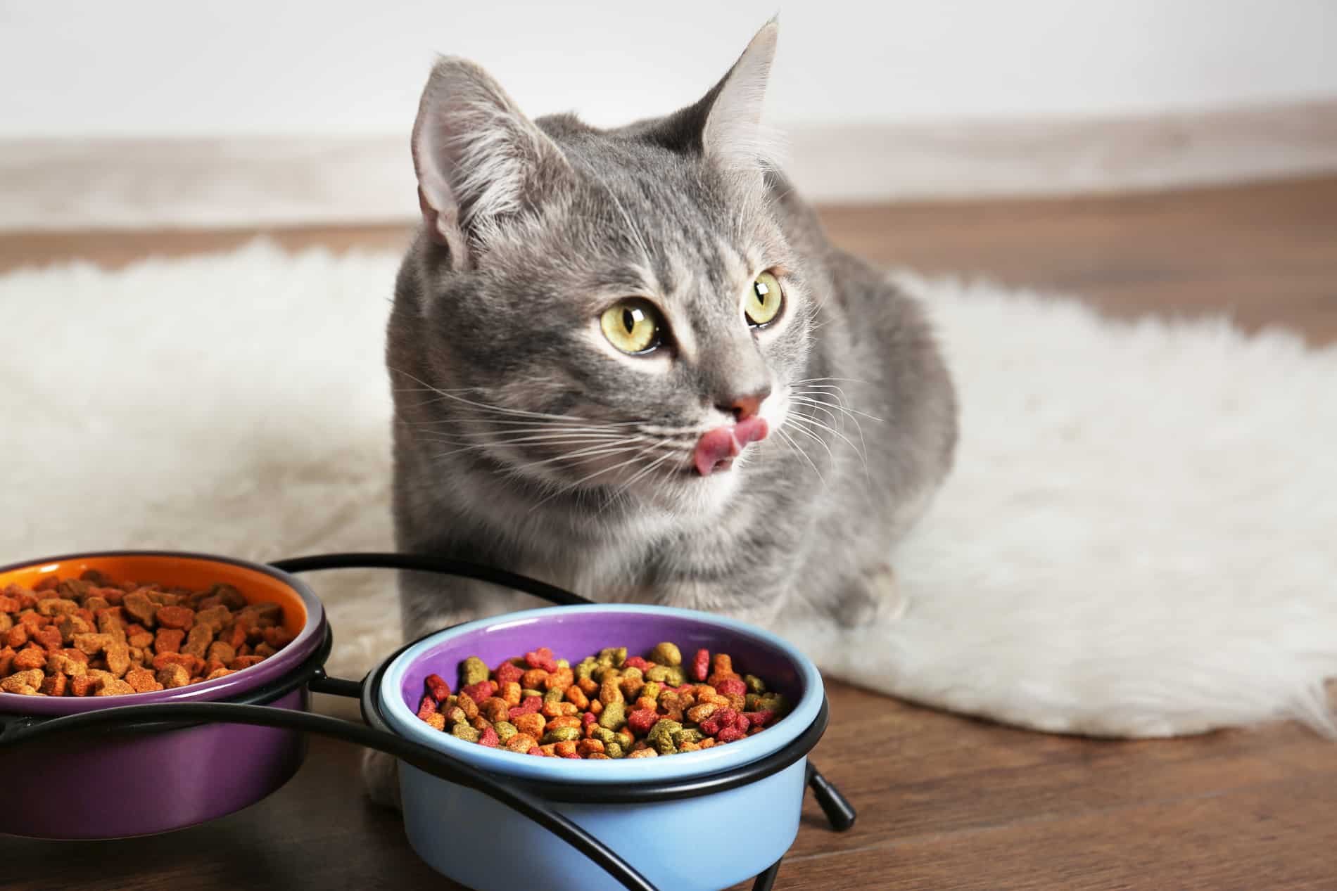 Cat eating a healthy diet after nutritional counseling in Dacula GA