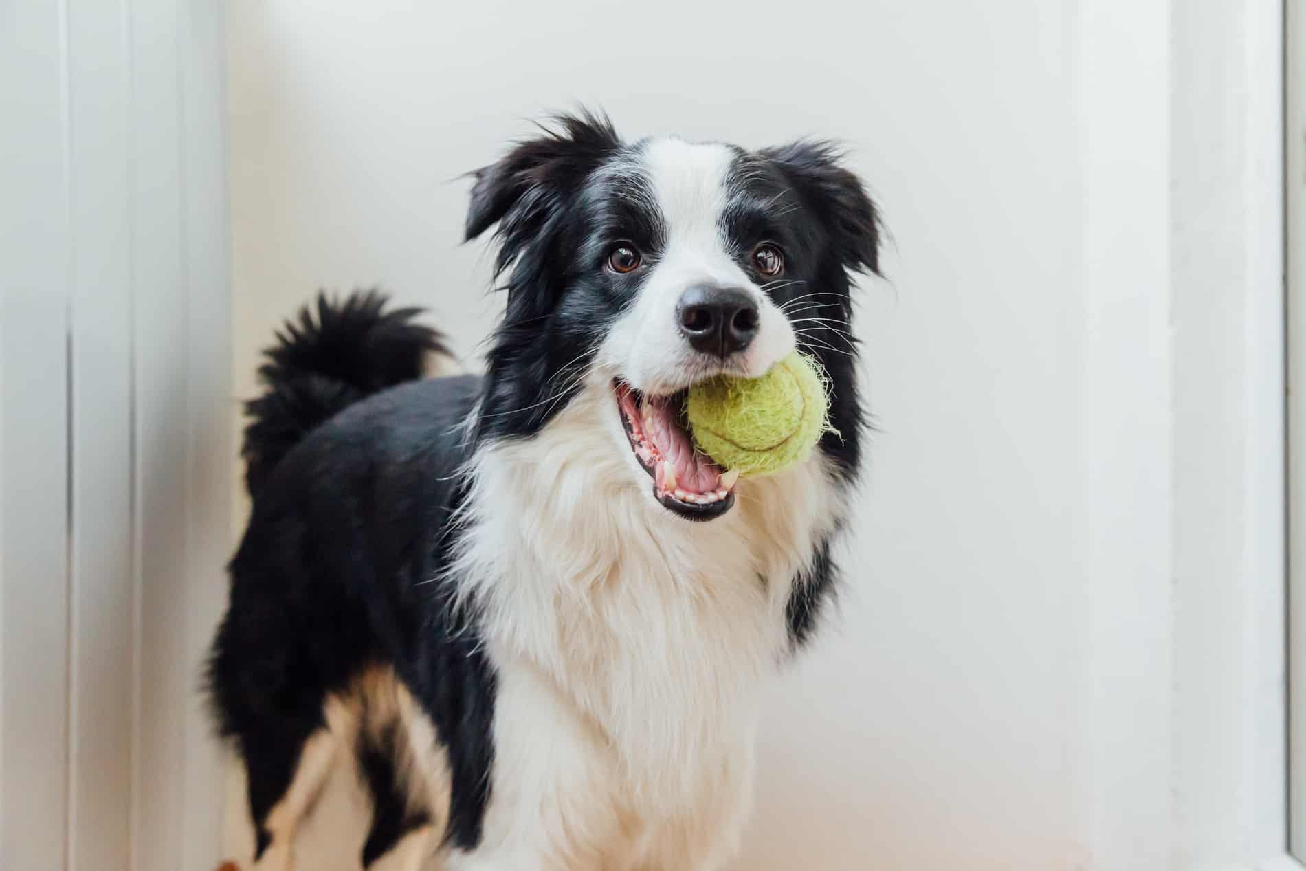 Dog happy and healthy with veterinary nutritional Counseling with Dr. Martinez in Dacula GA