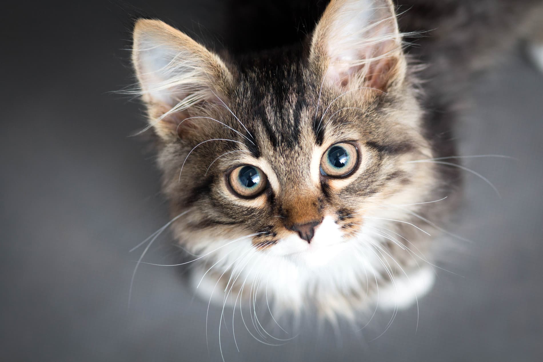 Cat anxiety free after behavioral consutations with Dr. Martinez in Dacula GA