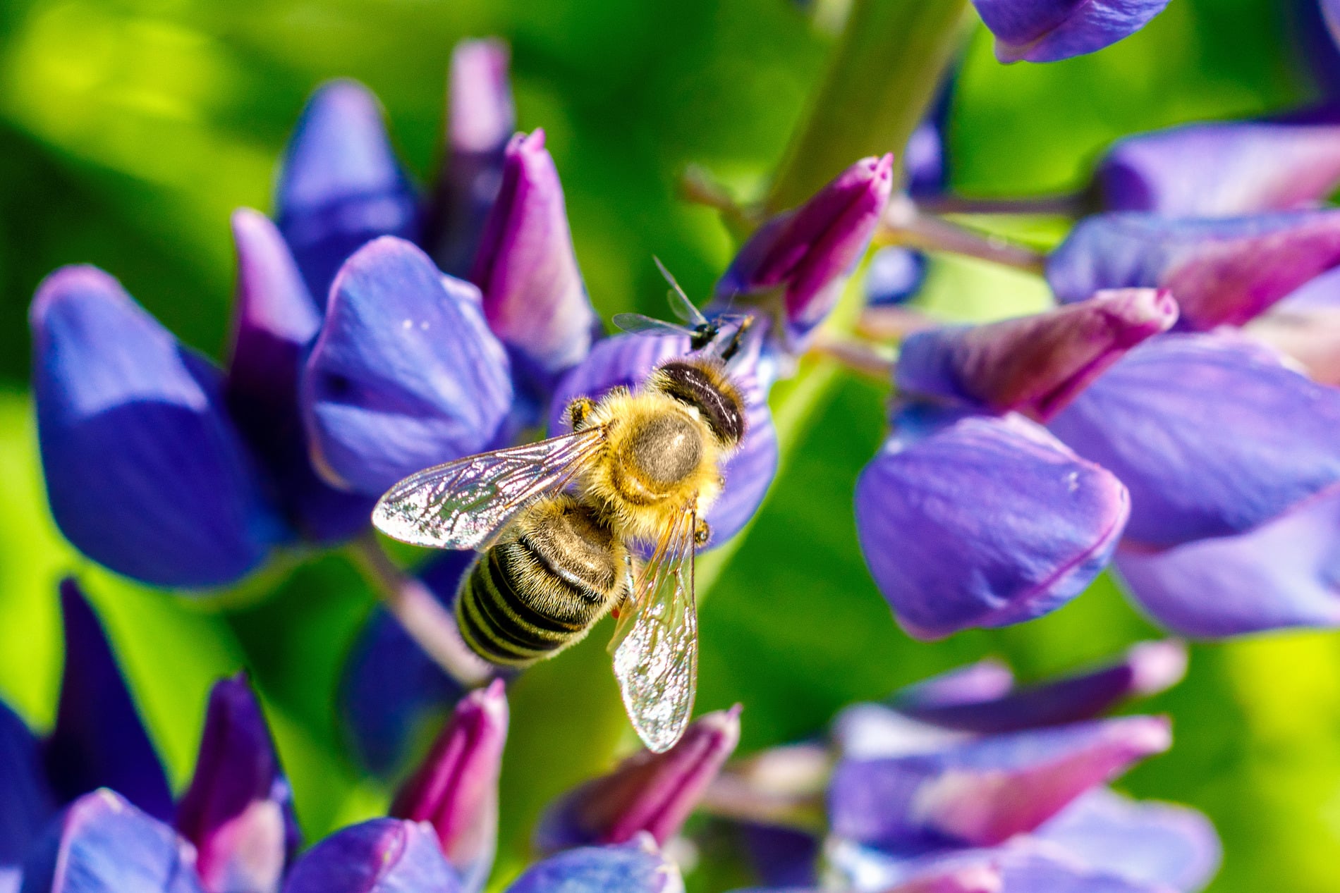 Honeybee veterinarian in Dacula GA