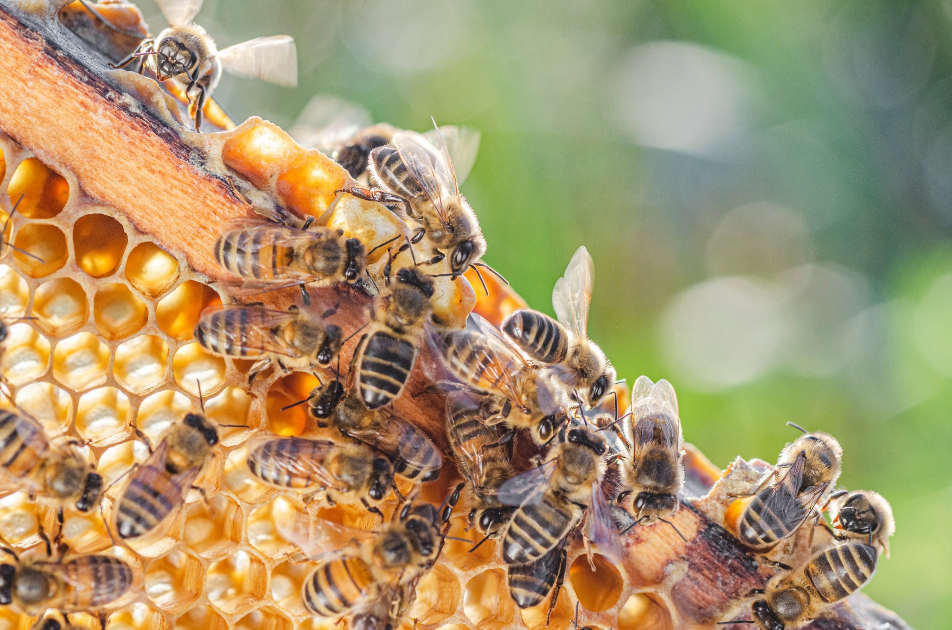 Honeybee medicine in Dacula GA