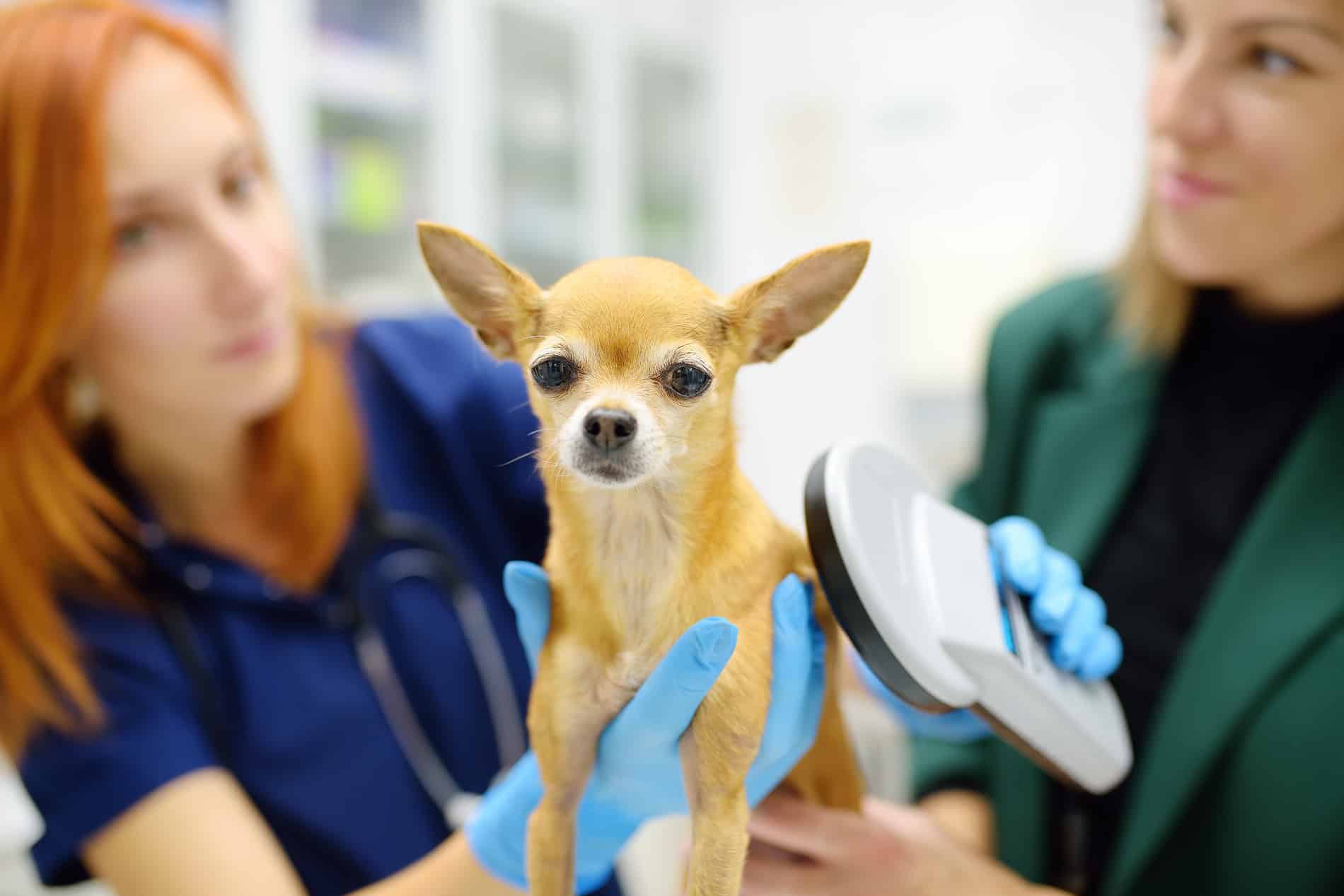 Pet getting his microchip read in Dacula GA