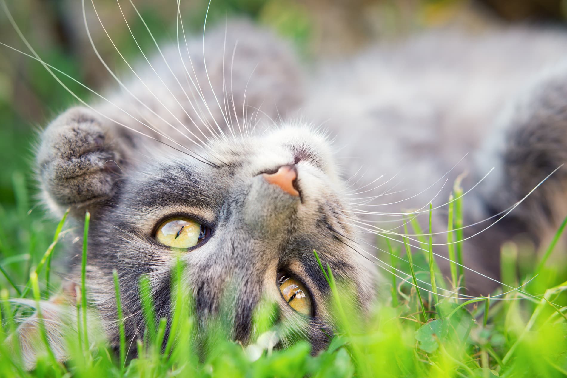 Cat in the grass without allergy problems after seeing a veterianry dermatologist in Dacula GA