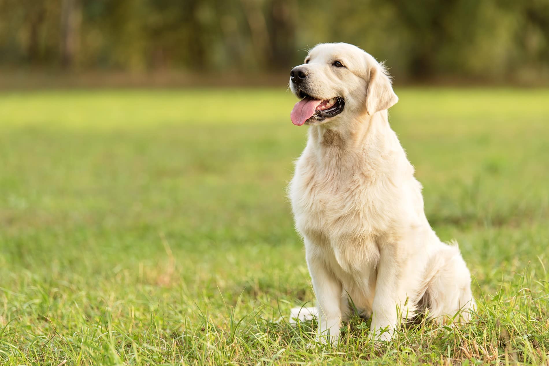 Dog playing outside after a veterinary check up in Dacula GA