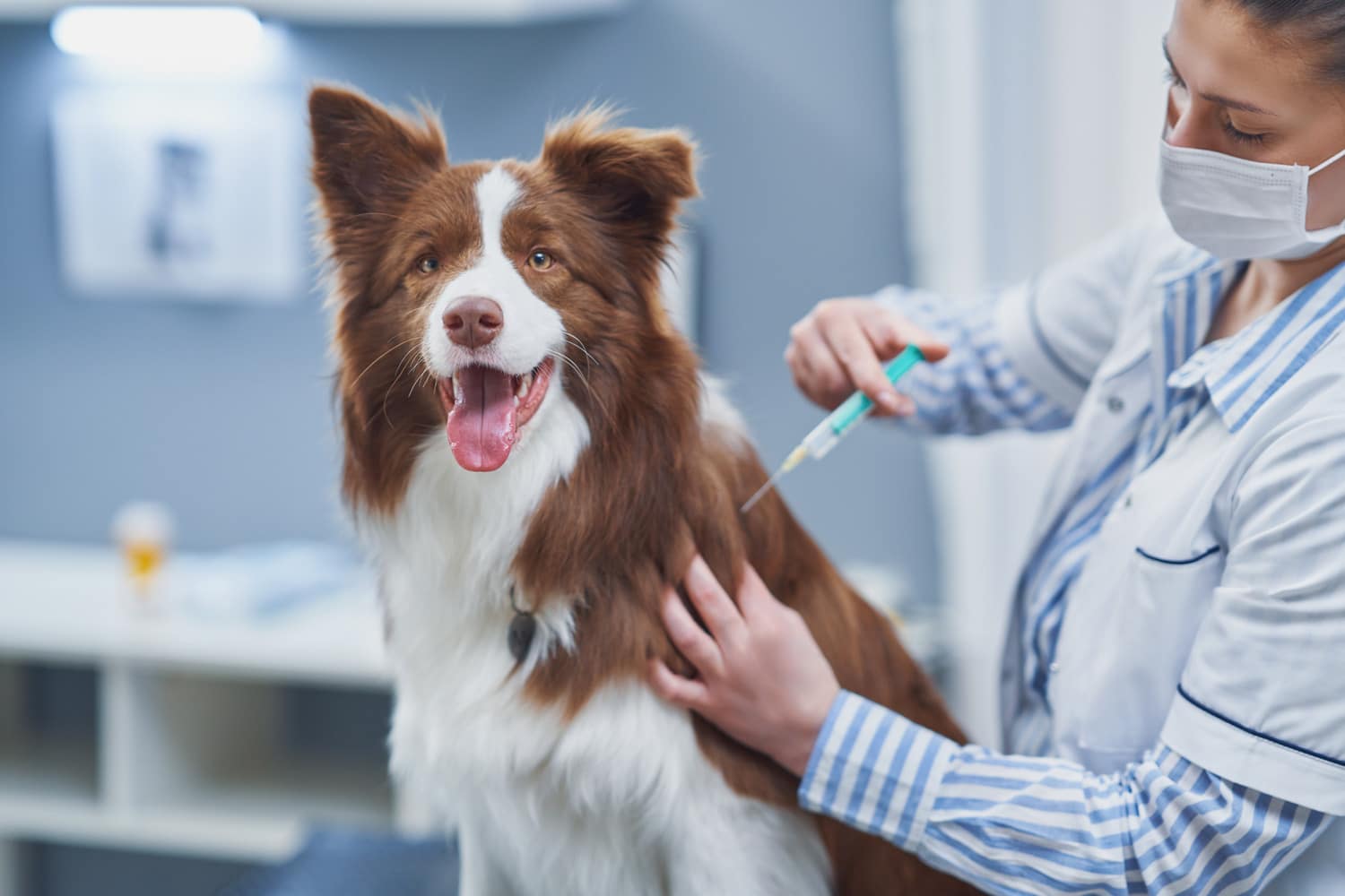 Dog at a pet vaccines appointment in Dacula GA