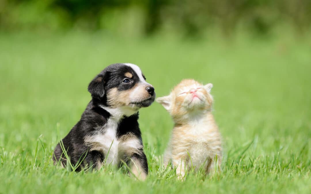 Puppy and kitten playing in the grass after their First Vet Visit in Dacula GA